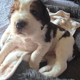 Sergio -Black tipped sable - Black and white male English Springer Spaniel puppy in Waynesburg, Ohio from Rebels Ridgeview Acres