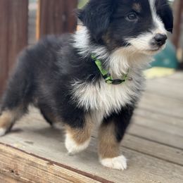 Boy3 - Black tri-color male Australian Shepherd puppy in Fontana, California from J.O Family Aussies
