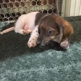 Boy 1 - Piebald male Dachshund puppy in Yelm, Washington from Hughes' Doxies