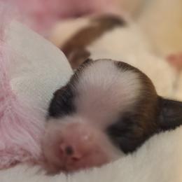 Truffle - Brindle and white female Mal-Shi puppy in Apollo Beach, Florida from Gemstone Exclusive Pups of Florida