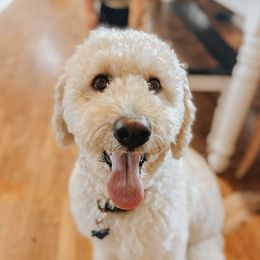 Macy - Goldendoodle