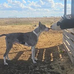 Great Danes from Pacific Blue's Danes