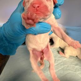 Bailey - Brindle female Boxer puppy in Oak Lawn, Illinois from Pawfect Pets