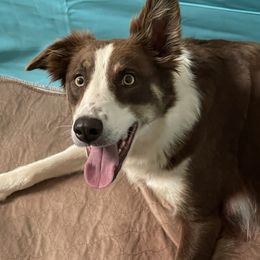 Nutmeg - Border Collie