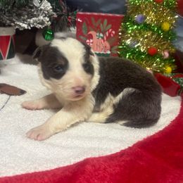 Marty-blue tri - Blue male Border Collie puppy in Chattanooga, Tennessee from Ross Vegas Kennels