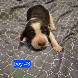 Boy 3 - Liver and white male English Springer Spaniel puppy in Socorro, New Mexico from Huntin' Buddies