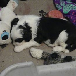 Portuguese Water Dog Puppies from Red River Kennels