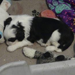 Portuguese Water Dog Puppies from Red River Kennels