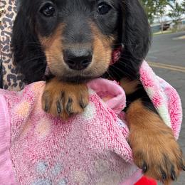 Sprite - Black and tan female Dachshund puppy in Orem, Utah from Miekca’s Dachshunds