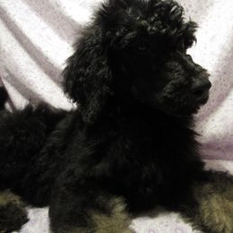 Aussiedoodle, Australian Shepherd, and Poodle Puppies from Kay Kay's Pupper Patch