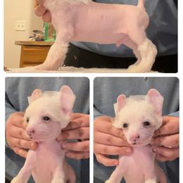 Chinese Crested and Poodle Puppies from Ariella Standard Poodles & Chinese Cresteds