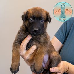 Enya-Deposit - Fawn female Belgian Malinois puppy in Fredonia, Arizona from Zion Malinois
