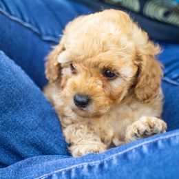 Poodle Puppies from Northwest pets Poodles