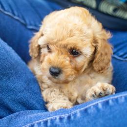 Poodle Puppies from Northwest pets Poodles