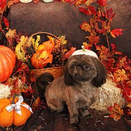 Dolly - Shih Tzu