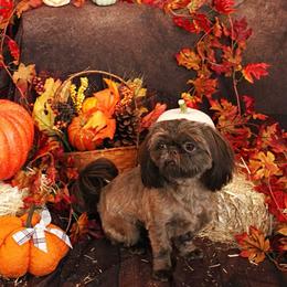 Dolly - Shih Tzu