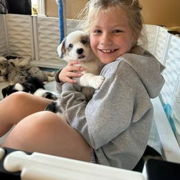 Cardigan Welsh Corgi Puppies from Wasatch