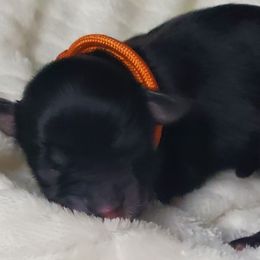 Boy 2 - Black Schnoodle puppy in Leitchfield, Kentucky from Eveleigh Acres Puppies