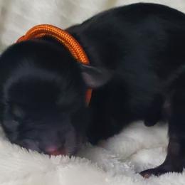 Boy 2 - Black Schnoodle puppy in Leitchfield, Kentucky from Eveleigh Acres Puppies