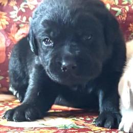 Boy 1 - Black male Labrador Retriever puppy in Jamestown, Ohio from Heartlands Quality Labrador Retrievers