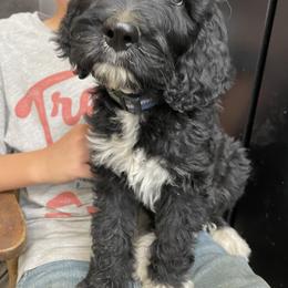 Bernedoodle and Pyredoodle Puppies from Washington Bernedoodles & Pyredoodles