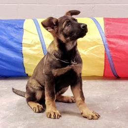 German Shepherd Puppies from Cintron K9