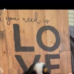 Basset Hound Puppies from Baggy Butt Bassets