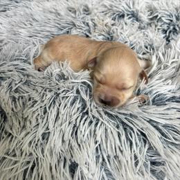 Tia Marie - Cafe au lait female Maltipoo puppy in Oklahoma City, Oklahoma from Red Okie Poos