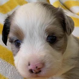 Mike - Blue merle male Miniature Australian Shepherd puppy in California, Kentucky from Sonlight Ridge Aussies