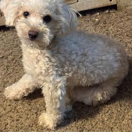 Maya - Poodle