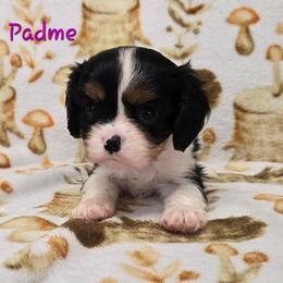Padme - Tri-color female Cavalier King Charles Spaniel puppy in Wardville, Oklahoma from Lily of the Valley Cavaliers