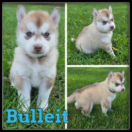 Bulleit - Red and white male Siberian Husky puppy in Merrill, Michigan from Haase Family Kennels