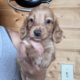 River - Red male Dachshund puppy in Cheyenne, Wyoming from Great Basin Hounds