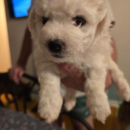 Orion - White and cream male Bichon Frise puppy in Slidell, Louisiana from Abbott Animals