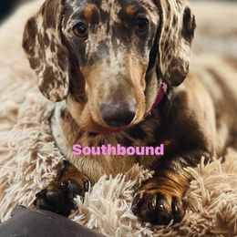 Southern - Dachshund