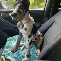 Great Dane Puppies from Sovereignty Woods Great Danes
