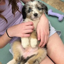 Carol (Captain Marvel) - female Australian Mountain Doodle puppy in Williamston, South Carolina from Sassy Bob’s Dogs