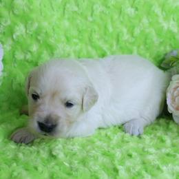 -Parents Have Excellent Health Test's- 4th pick - Light golden male Golden Retriever puppy in Pasadena, Maryland from Promise Land