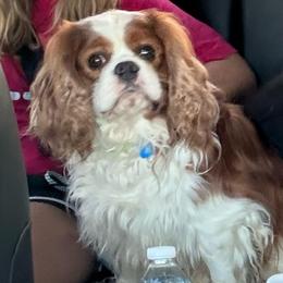 Nick - Cavalier King Charles Spaniel