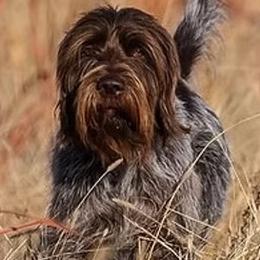 Wirehaired Pointing Griffon puppies from Salt City Farm