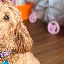 Winnie - Australian Labradoodle