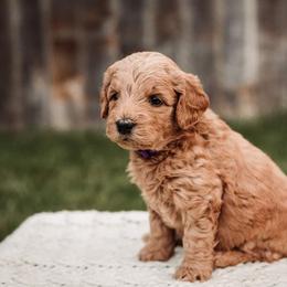 Goldendoodle Puppies from 307 Doodles