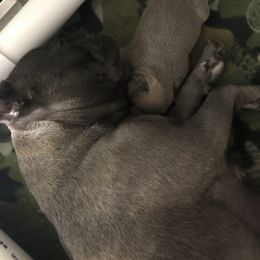 French Bulldog Puppies from Uniquefrenchiies