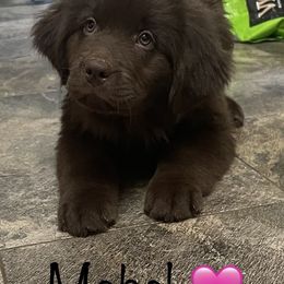 Newfoundland Puppies from Beatty Newfies