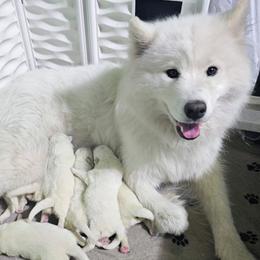 Samoyed puppies from Seven Diamond Samoyeds