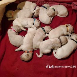 Golden Retriever puppies from Golden Meadows