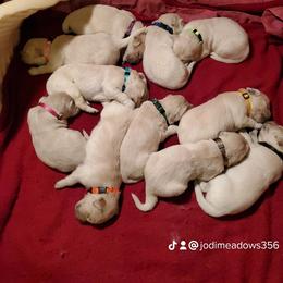 Golden Retriever puppies from Golden Meadows