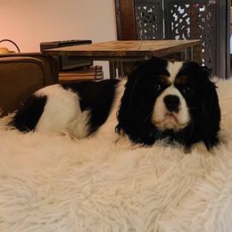 Reese - Cavalier King Charles Spaniel