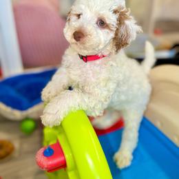 Panini - Parti male Goldendoodle puppy in Miami, Florida from Jade’s Paws & Co. Of Miami LLC