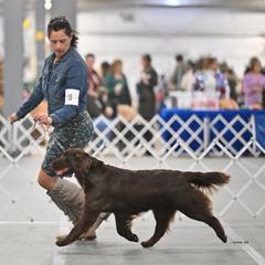 Cocoa - Flat-Coated Retriever
